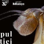 Chipul bestiei. Perfecțiunea stă în detalii: incursiune spectaculoasă în lumea insectelor
