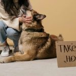 Adopții animale de companie: ce este esențial să știi înainte de a face pasul