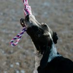 Cum să alegi jucăriile pentru animalele de companie și de ce să eviți improvizațiile