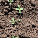 Portofoliul agricol al producătorului olandez de cânepă HempFlax în România, de vânzare prin Cushman & Wakefield Echinox